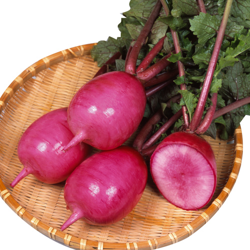 京ざくら[大根] - e-種や｜国内最大級の野菜種・花種・苗・農業