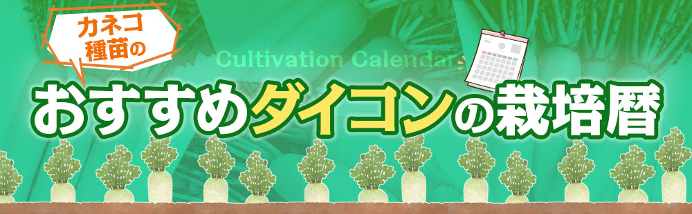 カネコ種苗大根