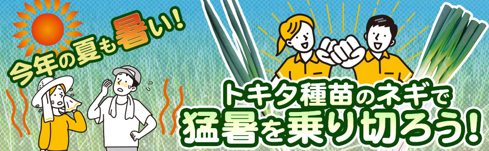 トキタのネギ