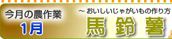 おいしいじゃがいもの作り方