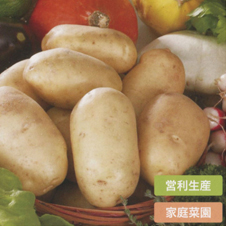 多収穫でなめらかポテト！アルバン　【タネイモ】