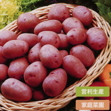 皮がむきやすい白肉ポテト！レッドカリスマ　【タネイモ】