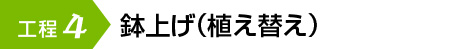 鉢上げ（植え替え）