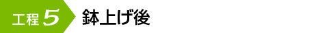 鉢上げ後