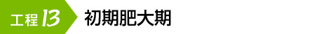 初期肥大期