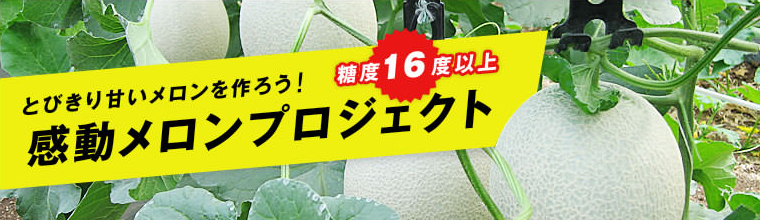 とびきり甘いメロンをつくろう！感動メロンプロジェクト