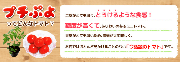 プチぷよってどんなトマト?