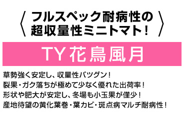フルスペック耐病性の超収量性ミニトマト！草勢強く安定し、収量性バツグン！裂果・ガク落ちが極めて少なく優れた出荷率！形状や肥大が安定し、冬場も小玉果が僅少！産地待望の黄化葉巻・葉カビ・斑点病マルチ耐病性！