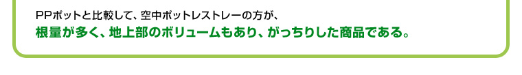 PPポットと比較して空中ポットレストレーのほうが根量が多く、地上のボリュームも有り、がっちりした商品である。