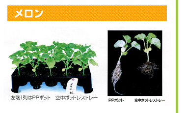 メロンの場合