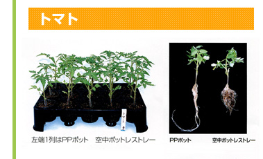 トマトの場合