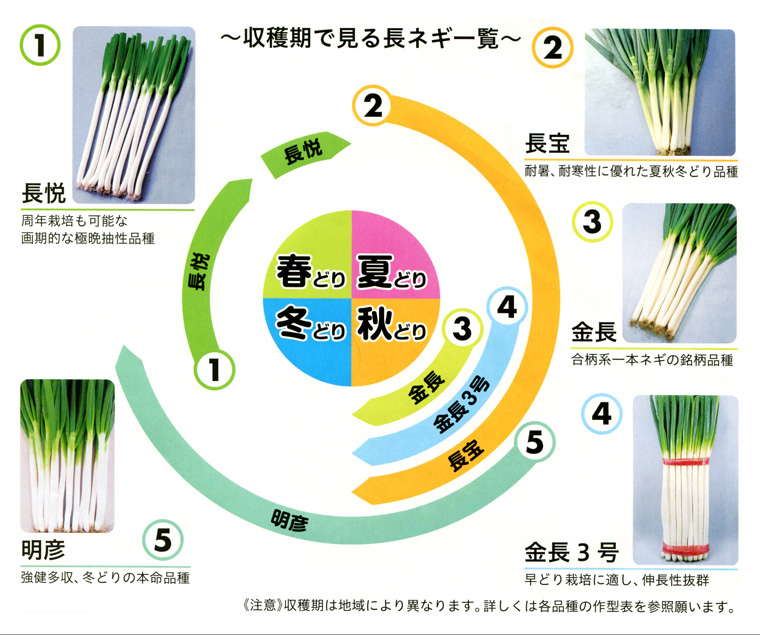 ネギ栽培リレー みかど協和 野菜種 E 種や 野菜種 花種と苗の三重興農社