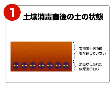 土壌消毒直後の土の状態には、消毒から逃れた病原菌が潜む。