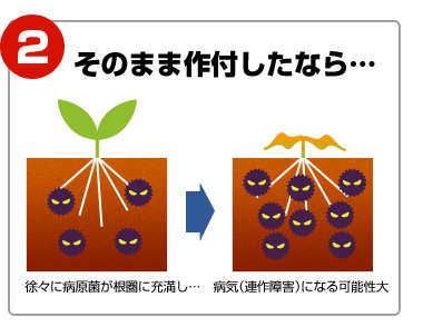 そのまま作付したなら…病気（連作障害）になる可能性大