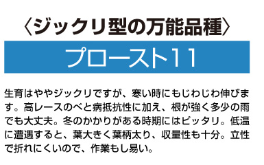 ジックリ型の万能品種