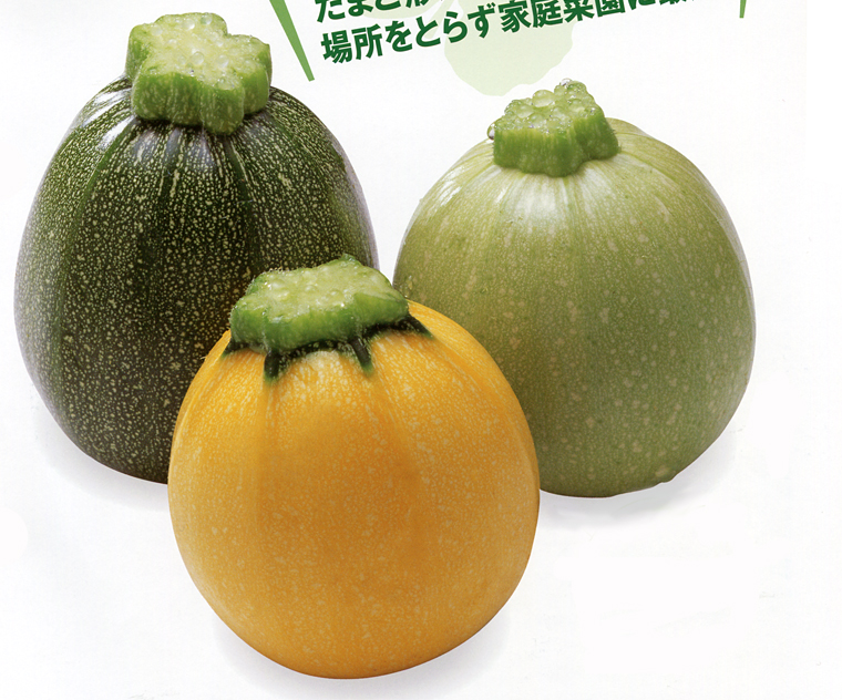 ゴールディー 野菜種 E 種や 野菜種 花種と苗の三重興農社