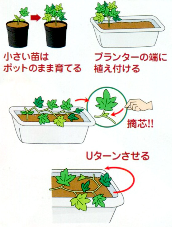 ベランダ De スイカ 野菜種 E 種や 野菜種 花種と苗の三重興農社