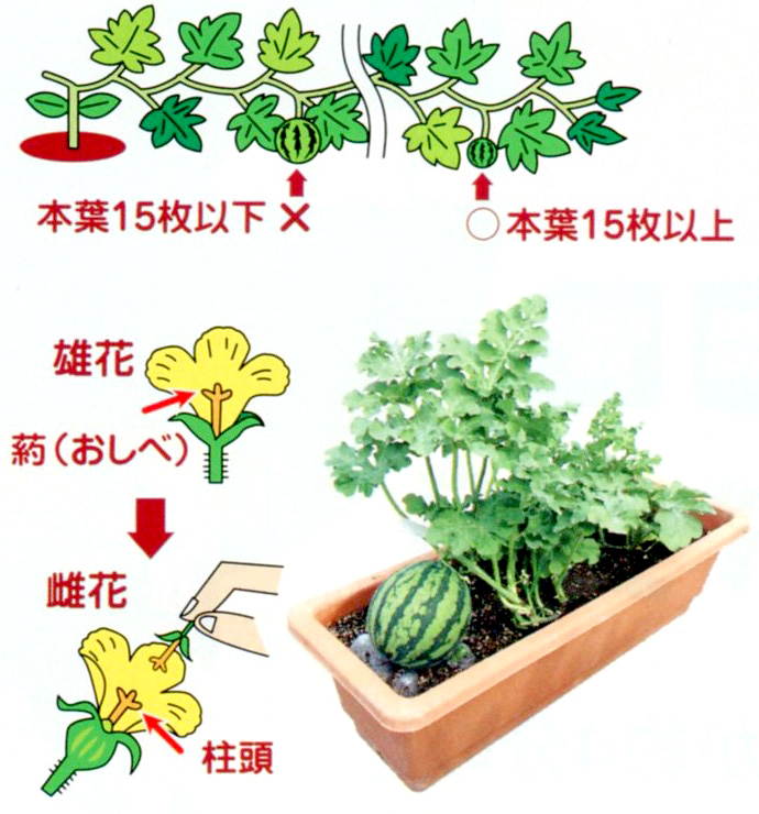 ベランダ De スイカ 野菜種 E 種や 野菜種 花種と苗の三重興農社