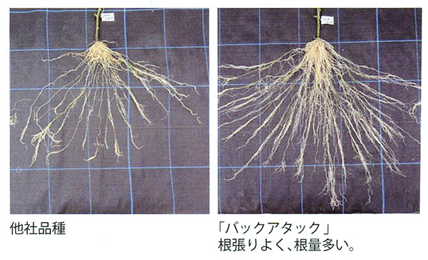 バックアタック