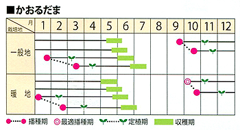 かおるだま