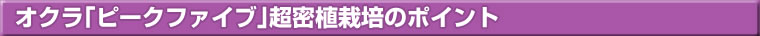 オクラ「ピークファイブ」超密植栽培のポイント