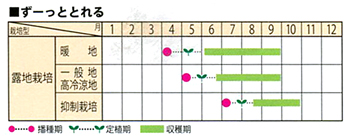 天安紅心2号