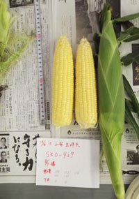 gorudorassyu90 播種例