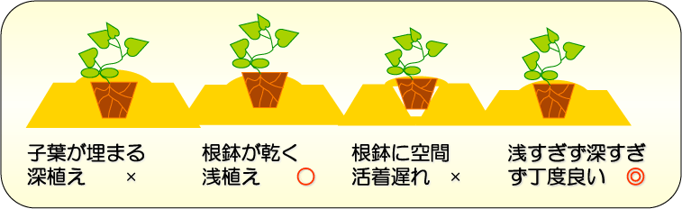 定植-初期活着よしあし