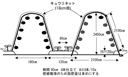 キュウリ支柱ネット栽培