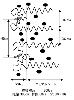 地這2本仕立て