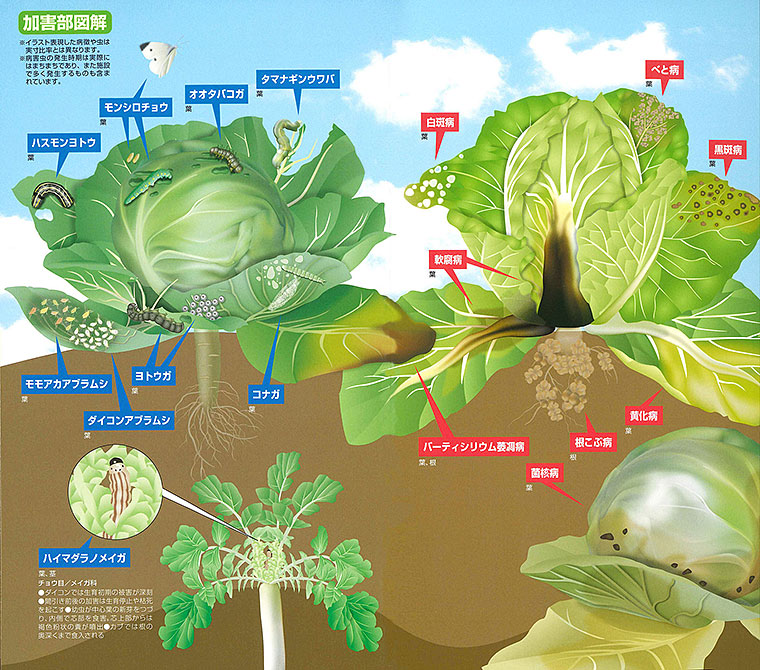 アブラナ科野菜の病害虫防除の手引き E 種や 野菜種 花種と苗の三重興農社