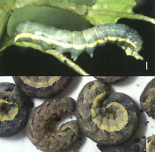 食害中の幼虫