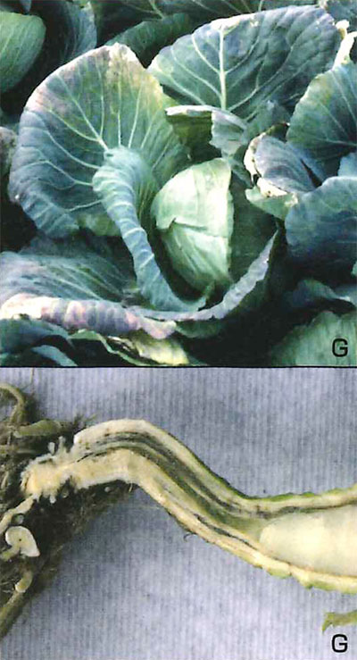 上:外部病斑<br>下:根~茎の断面