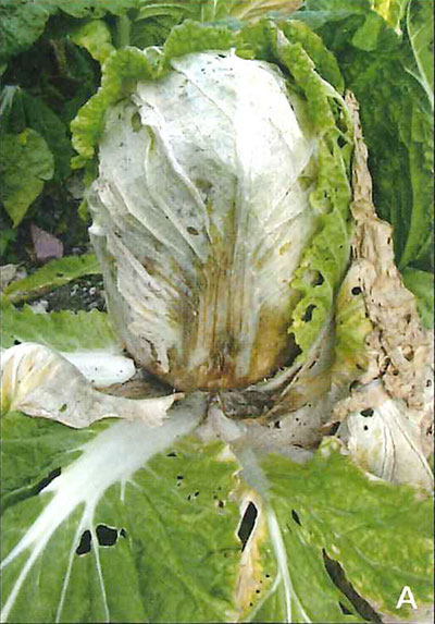 細菌