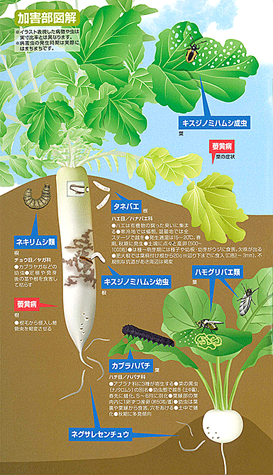 アブラナ科野菜の病害虫防除の手引き E 種や 野菜種 花種と苗の三重興農社