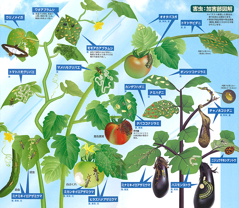 果菜類野菜の病害虫防除の手引き E 種や 野菜種 花種と苗の三重興農社