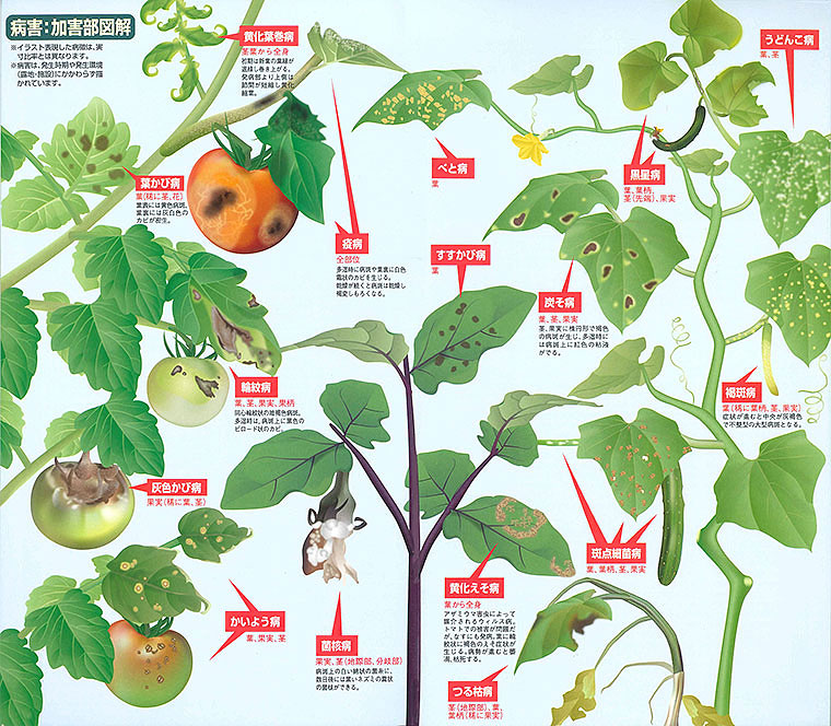 果菜類野菜の病害虫防除の手引き E 種や 野菜種 花種と苗の三重興農社