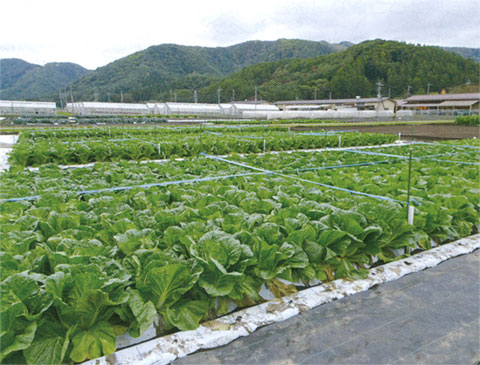 審査圃場遠景