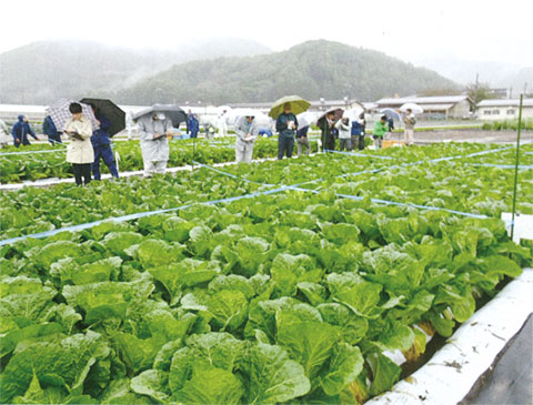 大雨の中での立毛審査