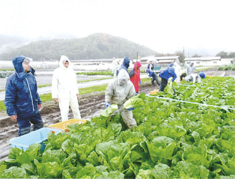 試験場スタッフによる収穫作業