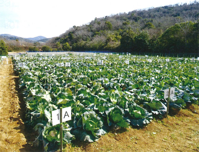 審査圃場全景