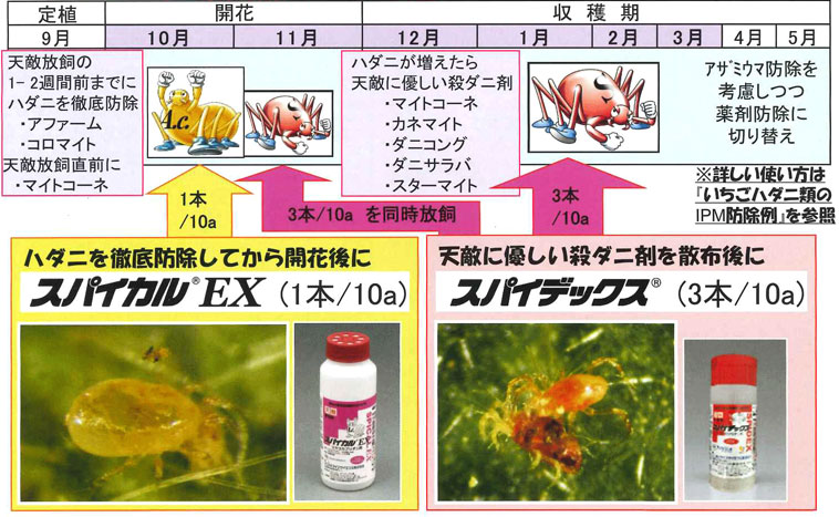 イチゴの基本防除プログラム