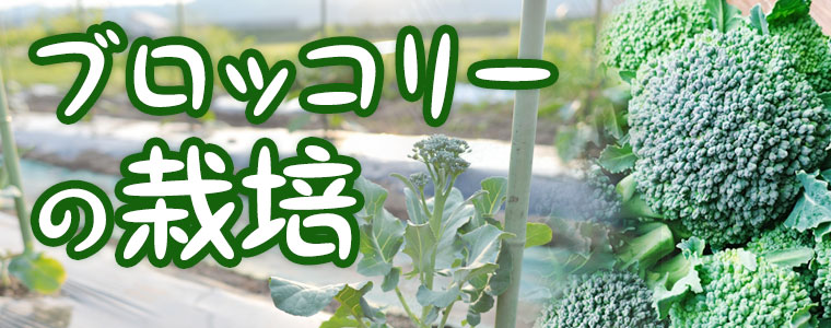 ブロッコリーの栽培 E 種や 野菜種 花種と苗の三重興農社