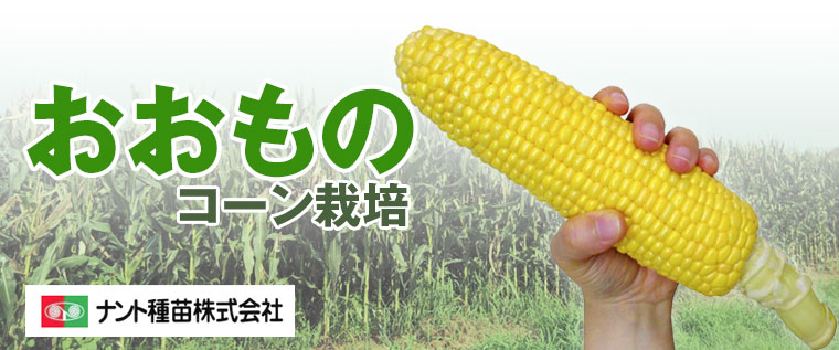 「おおもの」コーン栽培