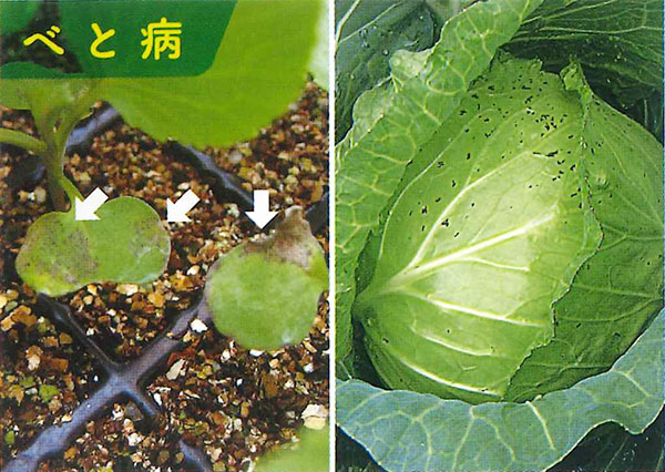 野菜お助けガイド E 種や 野菜種 花種と苗の三重興農社