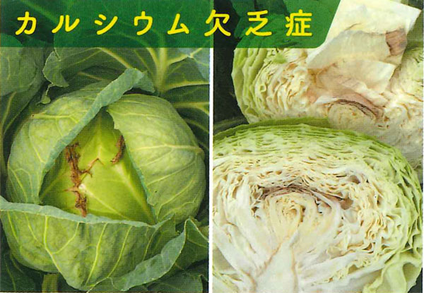 野菜お助けガイド E 種や 野菜種 花種と苗の三重興農社