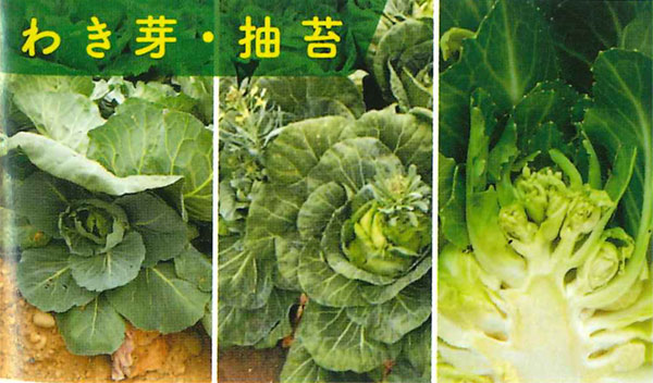 野菜お助けガイド E 種や 野菜種 花種と苗の三重興農社