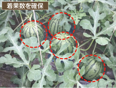 ピノ ガール栽培マニュアル E 種や 野菜種 花種と苗の三重興農社