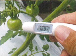 夏場のハウス栽培では果温が36度にもなる