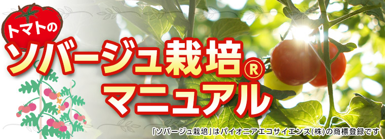 トマトのソバージュ栽培マニュアル E 種や 野菜種 花種と苗の三重興農社